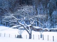 Schneebedeckter Obstbaum auf Wiese am Östlichen Höhenweg Aschau